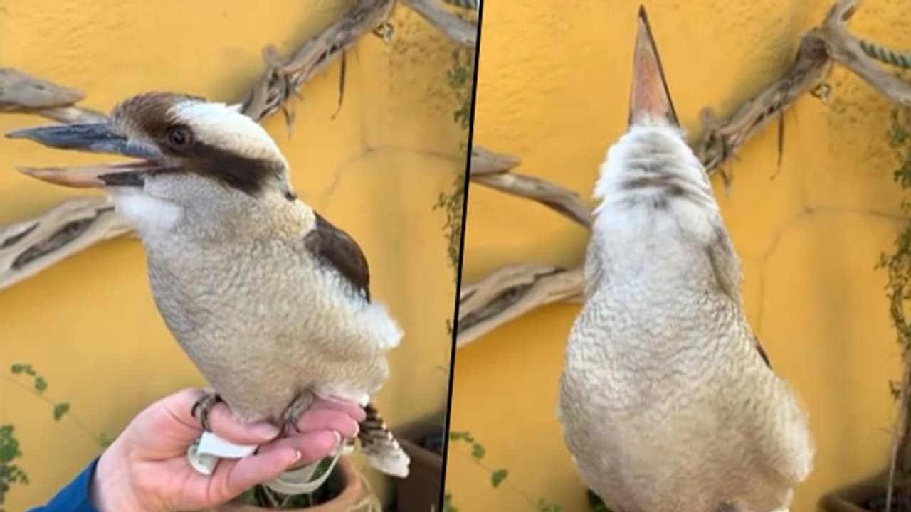 Watch this Kookaburra bird leaves netizens amazed; why? check this out