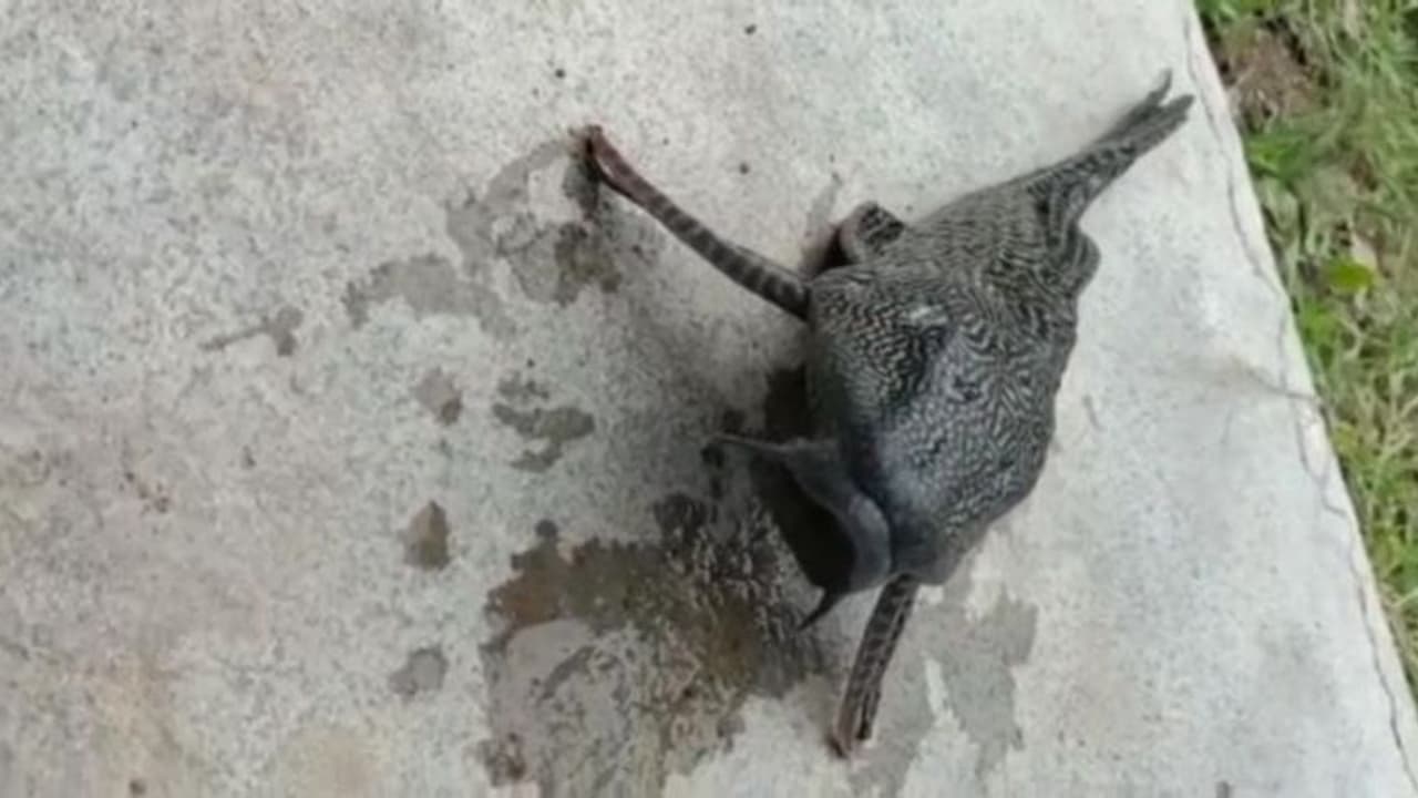 జగిత్యాల చెరువులో వింత చేప... మత్స్యకారుడి వలకు చిక్కి.. (వీడియో) జగిత్యాల చెరువులో వింత చేప... మత్స్యకారుడి వలకు చిక్కి.. (వీడియో)