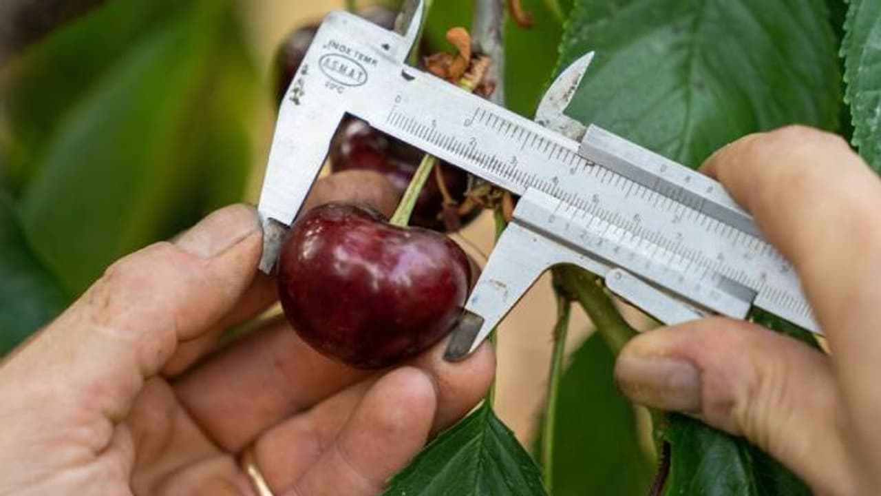 ലോകത്തിലേക്കും വച്ച് വലിയ ചെറി, ഭീമൻ ചെറി വളർത്തുന്നത് ഇറ്റലിയിലെ സഹോദരങ്ങൾ ലോകത്തിലേക്കും വച്ച് വലിയ ചെറി, ഭീമൻ ചെറി വളർത്തുന്നത് ഇറ്റലിയിലെ സഹോദരങ്ങൾ