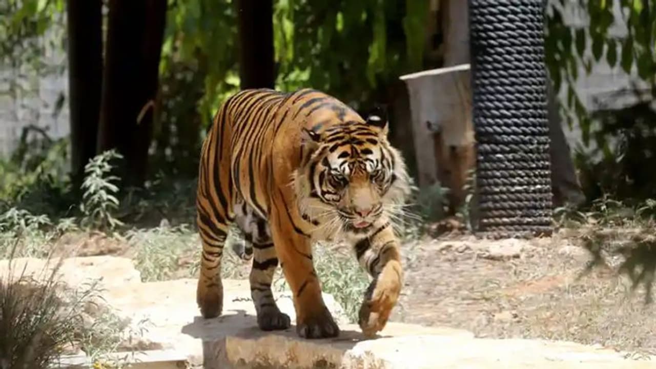 Mysuru Tiger Attack: ಎಚ್ ಡಿ ಕೋಟೆ: ಹುಲಿ ದಾಳಿಗೆ ರೈತ ಬಲಿ!