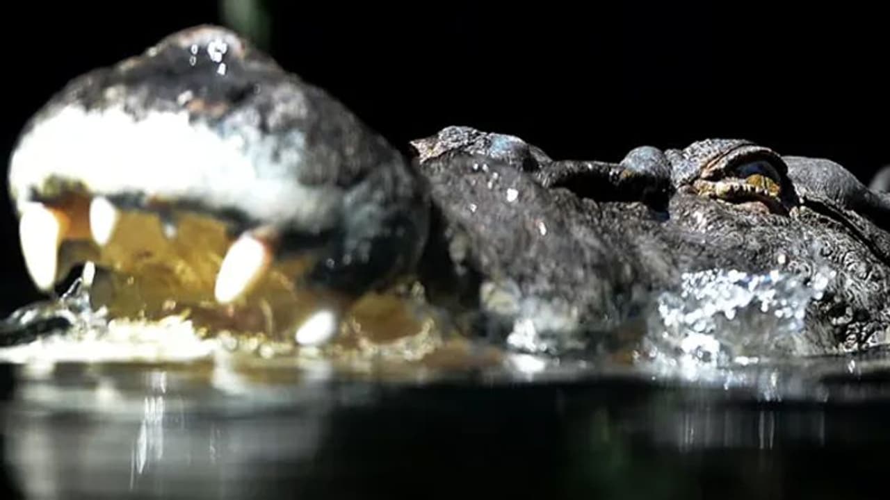 जबड़े पर मारा घूंसा तो कभी पीठ पर किया वार...जब पानी के अंदर मगरमच्छ से भिड़ गए सेना के दो जवान जबड़े पर मारा घूंसा तो कभी पीठ पर किया वार...जब पानी के अंदर मगरमच्छ से भिड़ गए सेना के दो जवान