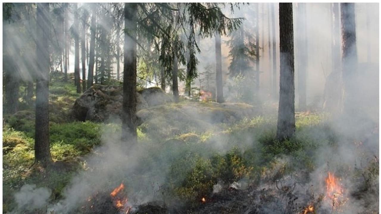 ഗ്രീസില് കാട്ടുതീയിൽ മരണപെട്ടവർക്ക് അനുശോചനം രേഖപ്പെടുത്തി ഒമാൻ ഗ്രീസില് കാട്ടുതീയിൽ മരണപെട്ടവർക്ക് അനുശോചനം രേഖപ്പെടുത്തി ഒമാൻ