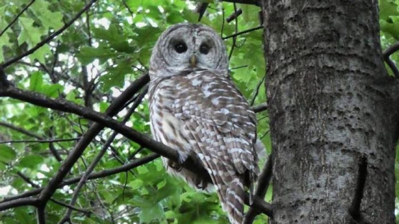 ಇದೇನಿದು? ಮಾನಿಟರಿಂಗ್‌ ಕ್ಯಾಮರಾವನ್ನೇ ಮತ್ತೆ ಮತ್ತೆ ಕುತೂಹಲದಿಂದ ನೋಡುವ ಗೂಬೆ