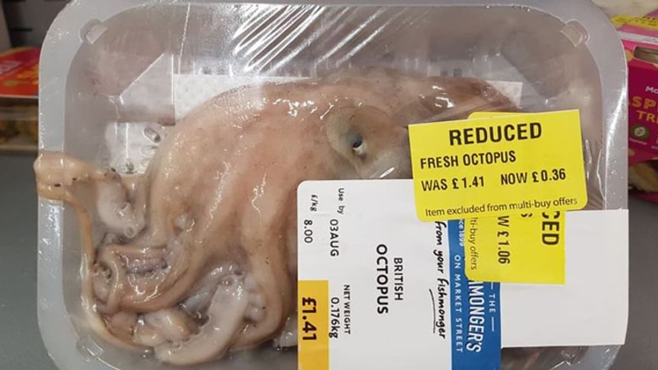 ऑक्टोपस के मीट वाली तस्वीर में ऐसा क्या दिखा, जिसके बाद भड़के लोग, कहा हम इस दुनिया के लायक नहीं ऑक्टोपस के मीट वाली तस्वीर में ऐसा क्या दिखा, जिसके बाद भड़के लोग, कहा हम इस दुनिया के लायक नहीं