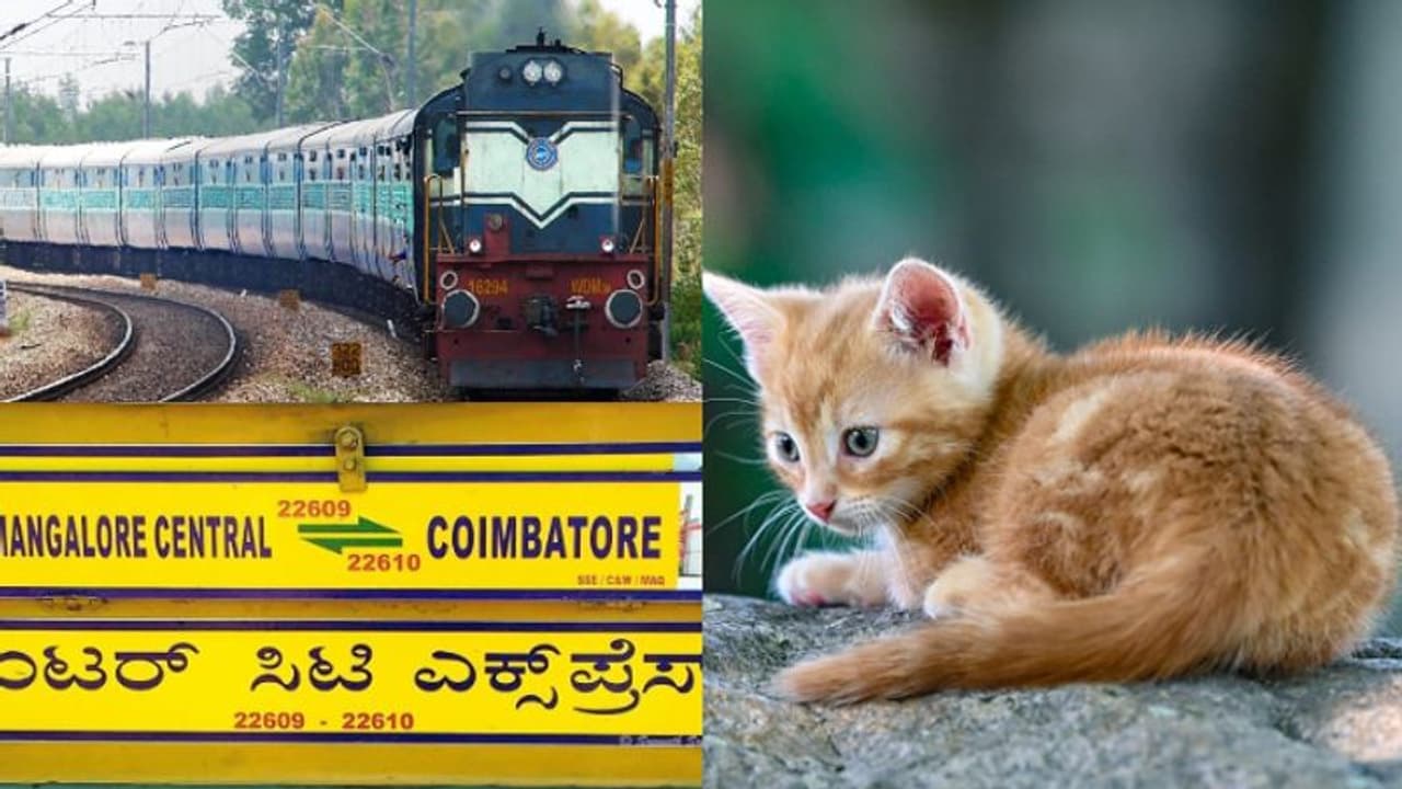 വൈദ്യുതി ബന്ധം കട്ടായി, കോയമ്പത്തൂർ മംഗളൂരു ഇന്‍റർസിറ്റി വൈകിപ്പിച്ച് പൂച്ചയുടെ സാഹസം