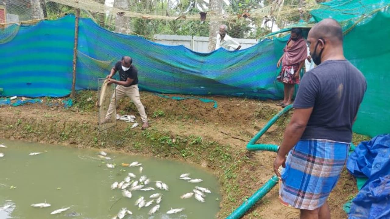 രക്തം പൊട്ടി ഒലിച്ച് ചത്തുപൊങ്ങി ലക്ഷക്കണക്കിന് രൂപയുടെ മത്സ്യം; സാമൂഹ്യ വിരുദ്ധര് നശിപ്പിച്ചത് ജീവിതമാര്ഗം രക്തം പൊട്ടി ഒലിച്ച് ചത്തുപൊങ്ങി ലക്ഷക്കണക്കിന് രൂപയുടെ മത്സ്യം; സാമൂഹ്യ വിരുദ്ധര് നശിപ്പിച്ചത് ജീവിതമാര്ഗം
