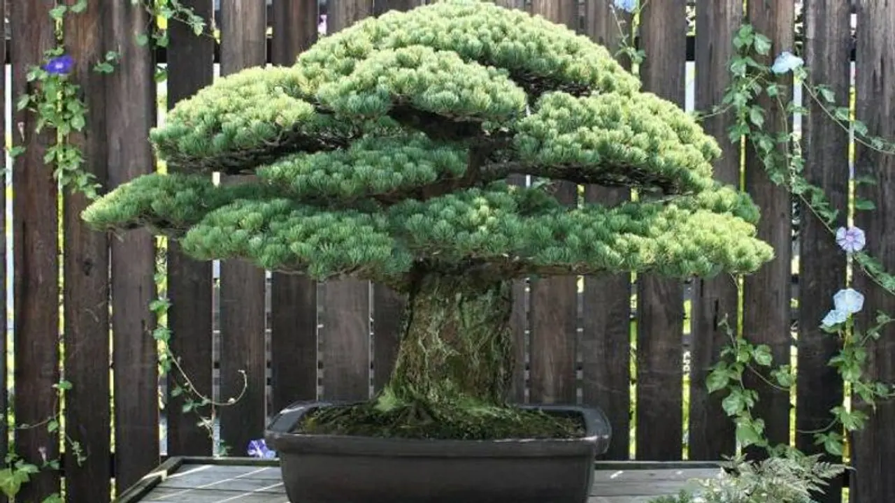 বনসাইয়ের এত উপকারিতা তা আগে জানতেন, এটি সিদ্ধান্ত নেওয়ার ক্ষমতাও বাড়ায় বনসাইয়ের এত উপকারিতা তা আগে জানতেন, এটি সিদ্ধান্ত নেওয়ার ক্ষমতাও বাড়ায়