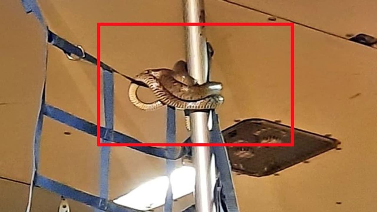 विमान में सामान से लिपटे सांप को देखकर हुआ हंगामा, वीडियो देख लोगों ने कहा मौत इंतजार कर रही थी विमान में सामान से लिपटे सांप को देखकर हुआ हंगामा, वीडियो देख लोगों ने कहा मौत इंतजार कर रही थी