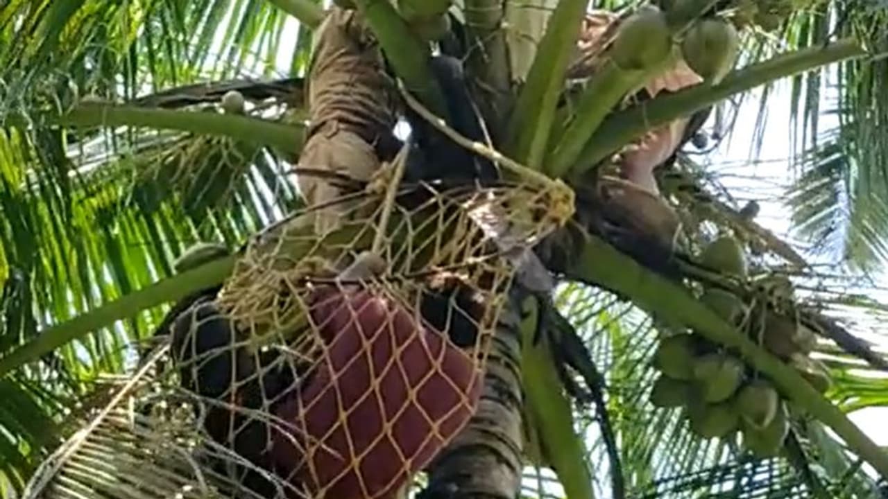 കള്ള് ചെത്തുന്നത് ഷൂട്ട് ചെയ്യാൻ കയറിയ ക്യാമറാമാൻ തെങ്ങിൽ കുടുങ്ങി; ഫയർഫോഴ്സെത്തി താഴെയിറക്കി കള്ള് ചെത്തുന്നത് ഷൂട്ട് ചെയ്യാൻ കയറിയ ക്യാമറാമാൻ തെങ്ങിൽ കുടുങ്ങി; ഫയർഫോഴ്സെത്തി താഴെയിറക്കി