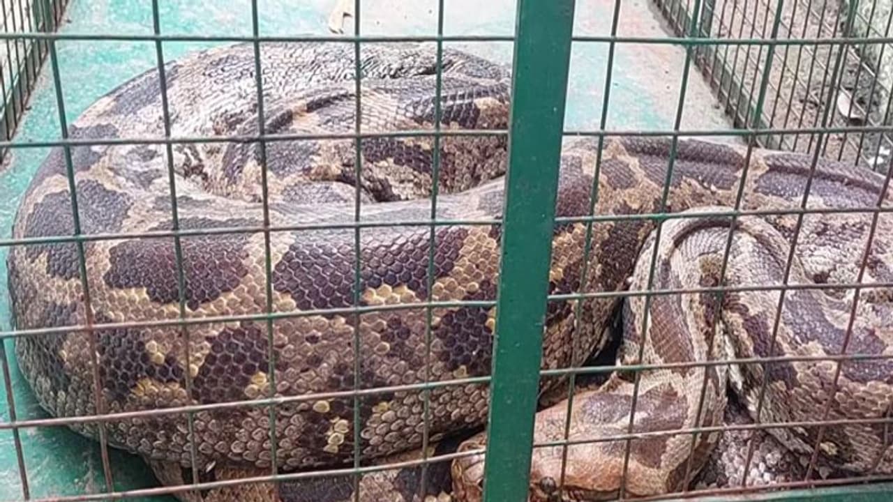 Rescue Operation: जब 10 फीट लंबे अजगर ने मारा बंदर पर झपट्टा, फिर आराम से नदी में जाकर पसर गया Rescue Operation: जब 10 फीट लंबे अजगर ने मारा बंदर पर झपट्टा, फिर आराम से नदी में जाकर पसर गया