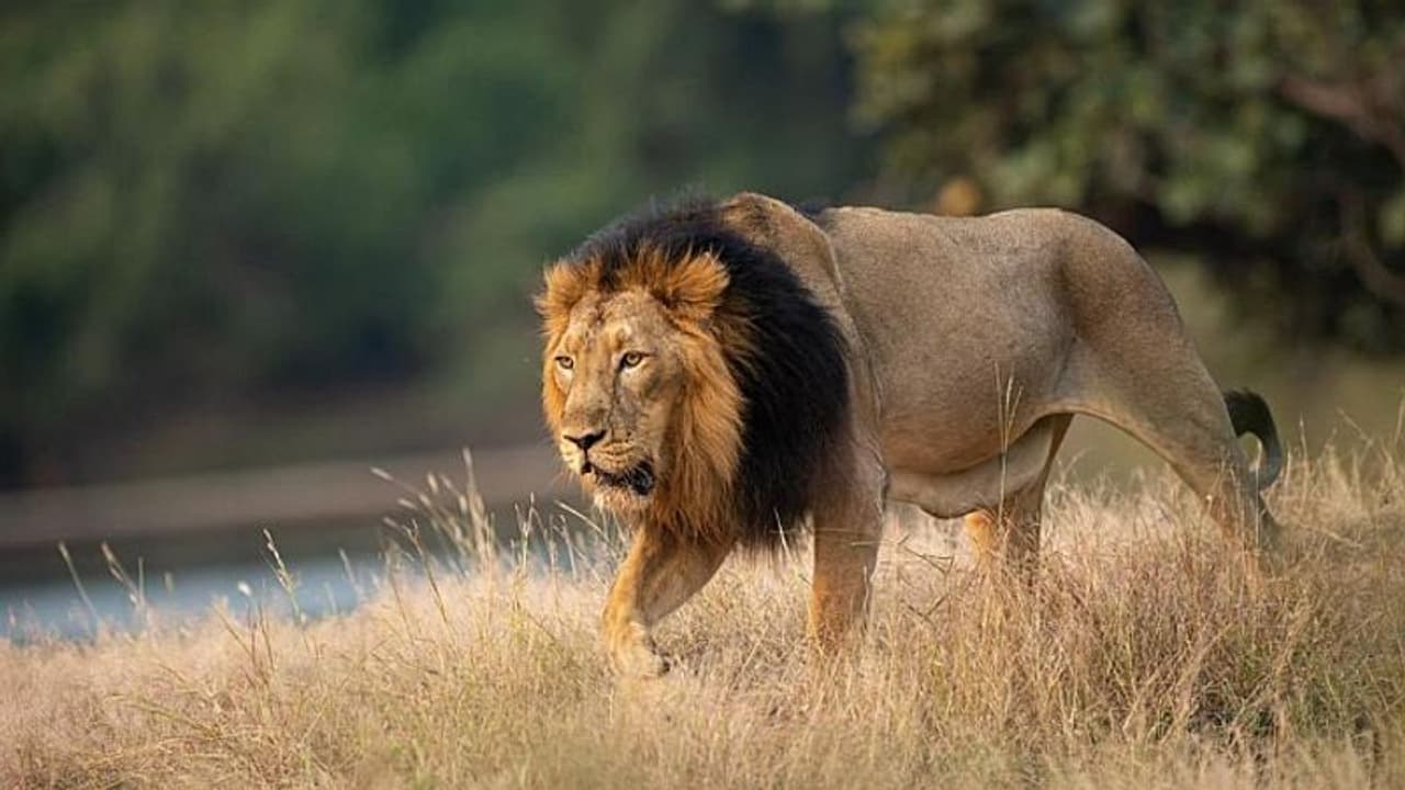 World Lion Day: PM notes steady rise in India's lion population