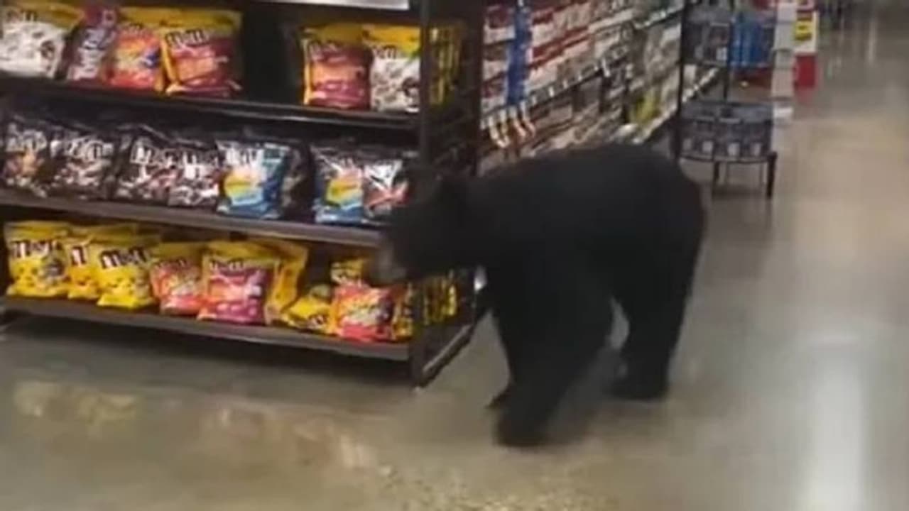 ഇനി സ്വൽപം ഷോപ്പിം​ഗാവാം, സൂപ്പർമാർക്കറ്റിലെത്തിയ കരടി, വീ‍ഡിയോ