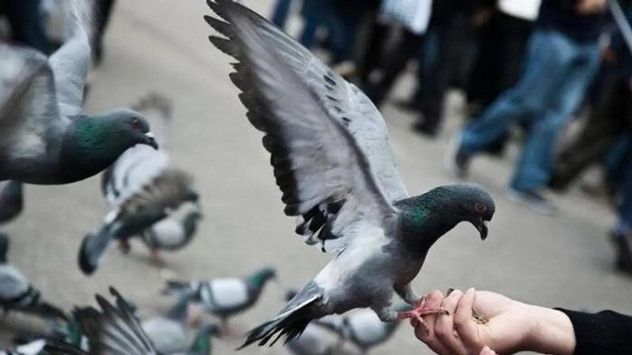 রাজস্থানের এই শহরে পায়রারা কোটিপতি দোকান, গোশালা, জমি কী নেই, ব্যাঙ্কে জমা ৩০ লক্ষ টাকা