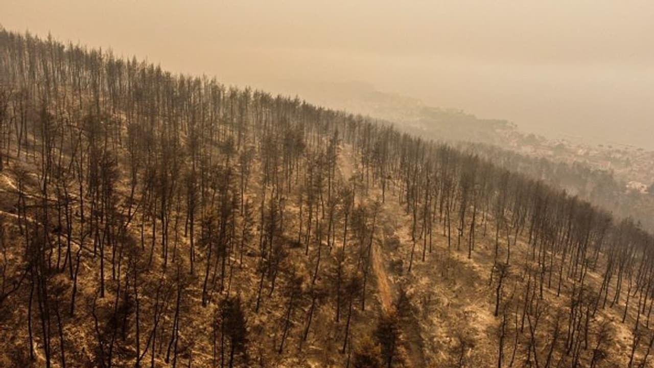 అడవిలో తప్పిపోయిన మూడేళ్ల బాలుడు.. 3 రోజుల తర్వాత మురికినీరు తాగుతూ.. అడవిలో తప్పిపోయిన మూడేళ్ల బాలుడు.. 3 రోజుల తర్వాత మురికినీరు తాగుతూ..