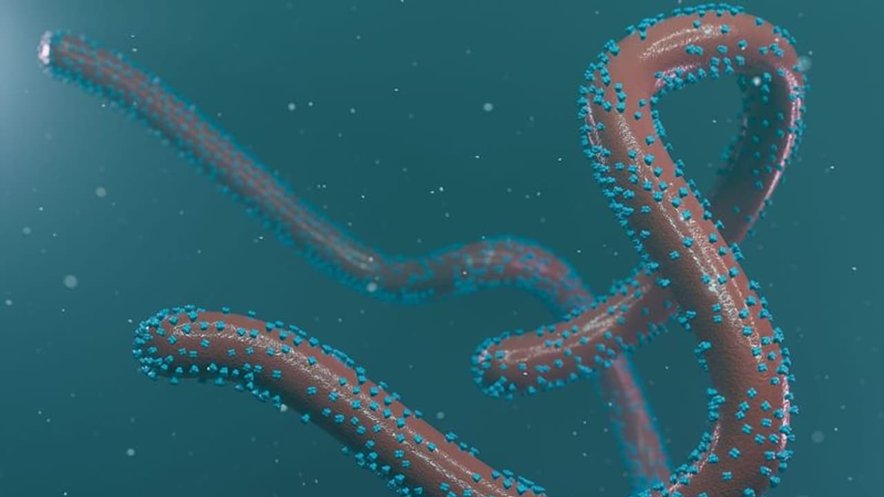 'എബോള' പോലെ മാരകമായ വൈറസ്; ഒമ്പത് പേര് മരിച്ചു 'എബോള' പോലെ മാരകമായ വൈറസ്; ഒമ്പത് പേര് മരിച്ചു