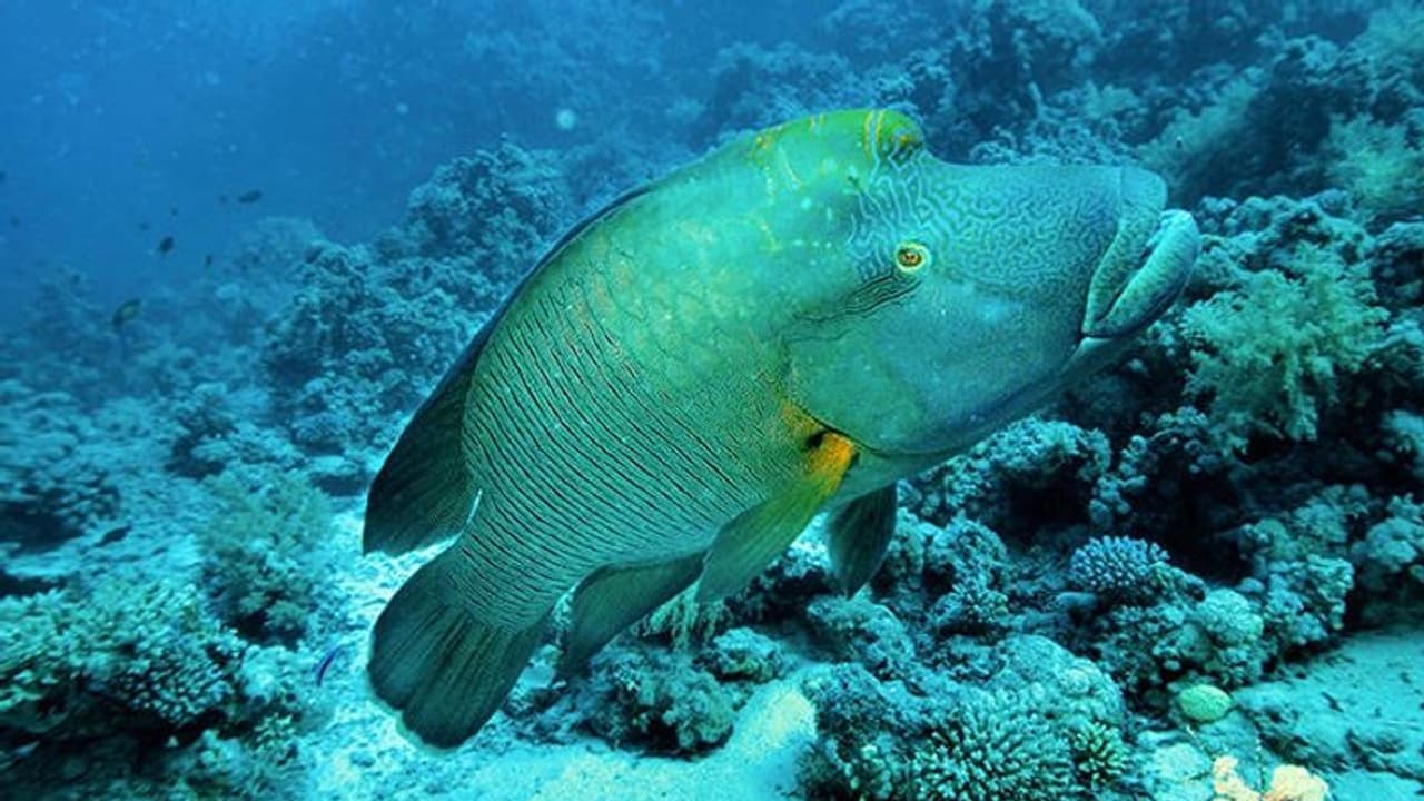 വിഴിഞ്ഞത്ത് വലയിൽപ്പെട്ട് ചക്രവർത്തി മത്സ്യവും, കേരള തീരത്ത് അപൂർവ്വം, ഭാരം 15 കിലോ! വിഴിഞ്ഞത്ത് വലയിൽപ്പെട്ട് ചക്രവർത്തി മത്സ്യവും, കേരള തീരത്ത് അപൂർവ്വം, ഭാരം 15 കിലോ!