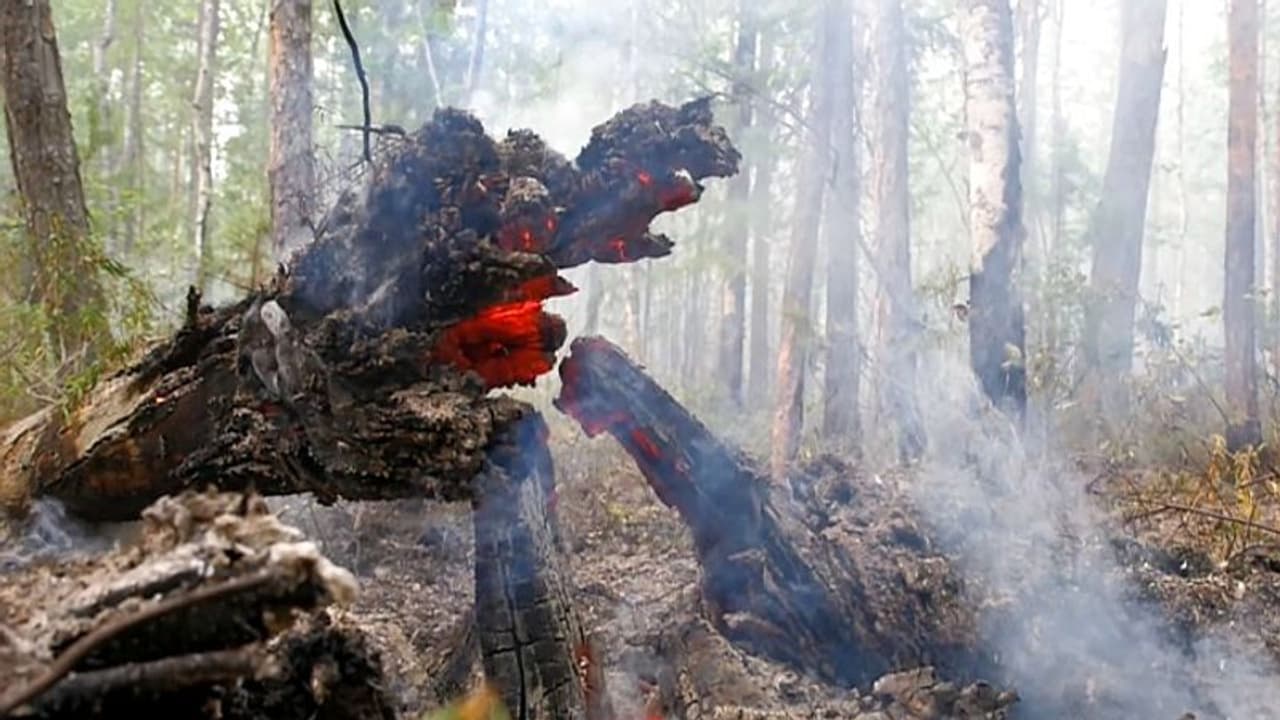 ఎల్వోసీ పొడుగునా అడవుల్లో కార్చిచ్చు.. పేలిపోతున్న ల్యాండ్మైన్లు ఎల్వోసీ పొడుగునా అడవుల్లో కార్చిచ్చు.. పేలిపోతున్న ల్యాండ్మైన్లు