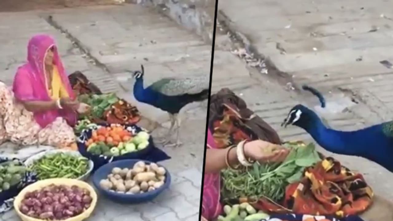 Woman vegetable seller feeds peacock with hands, wins praise online; watch video