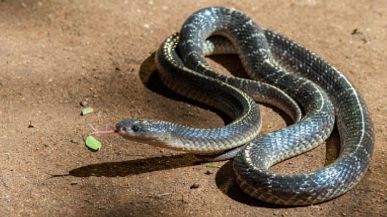 കടിച്ച പാമ്പിനെ ചവച്ചരച്ച് 65കാരന്; ചികിത്സ തേടാതെ ദാരുണാന്ത്യം കടിച്ച പാമ്പിനെ ചവച്ചരച്ച് 65കാരന്; ചികിത്സ തേടാതെ ദാരുണാന്ത്യം