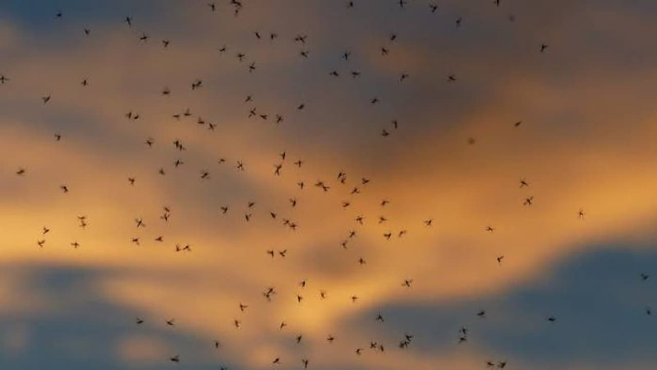 കൊതുകുകൾ കാരണം ഉറക്കം തന്നെ നഷ്ടപ്പെട്ട ഒരു ഗ്രാമം, കന്നുകാലികൾക്കും രക്ഷയില്ല! കൊതുകുകൾ കാരണം ഉറക്കം തന്നെ നഷ്ടപ്പെട്ട ഒരു ഗ്രാമം, കന്നുകാലികൾക്കും രക്ഷയില്ല!