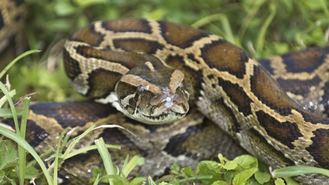 হরিণকে গিলে খাওয়ার চেষ্টা, মানুষের হস্তক্ষেপ ভেস্তে দিল পাইথনের 'পরিকল্পনা' হরিণকে গিলে খাওয়ার চেষ্টা, মানুষের হস্তক্ষেপ ভেস্তে দিল পাইথনের 'পরিকল্পনা'