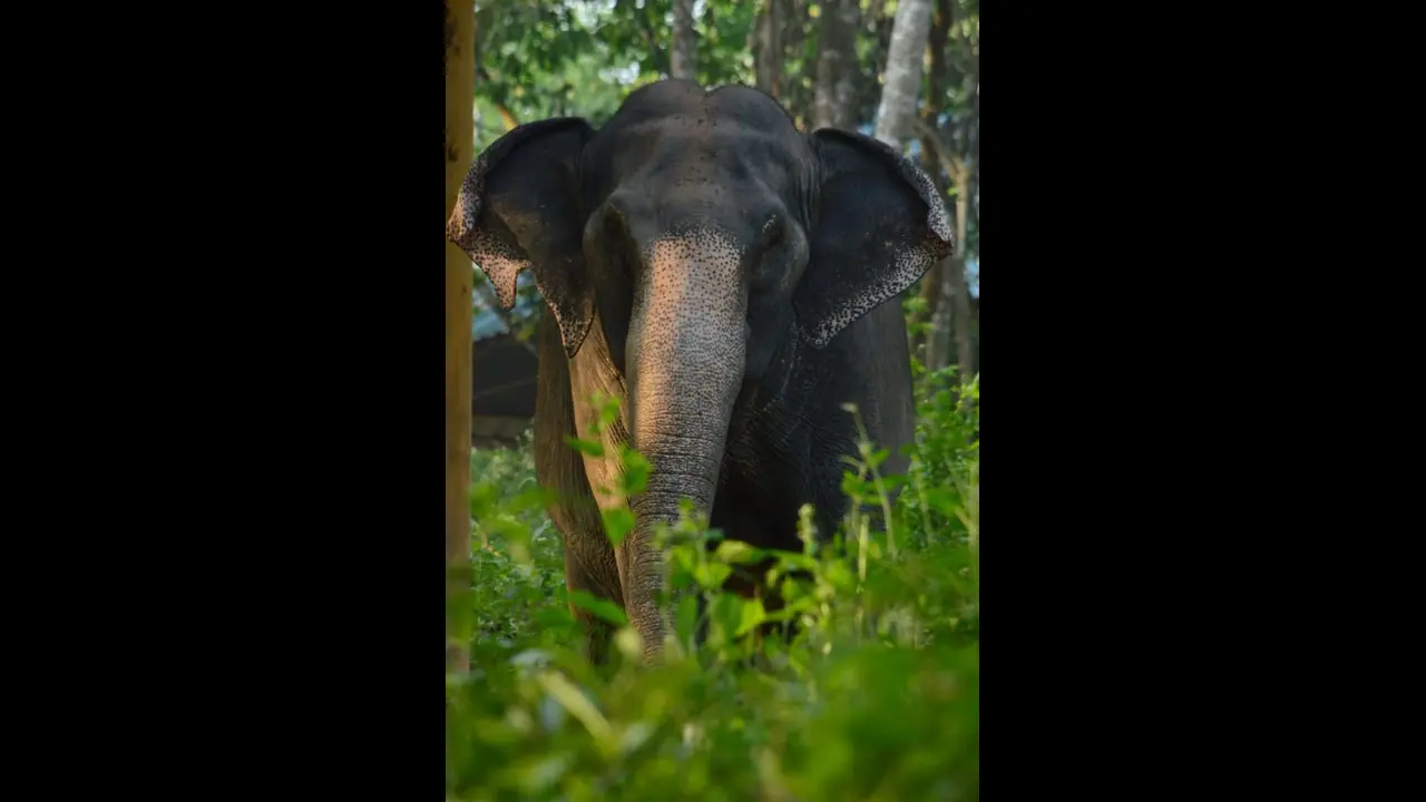 Wild Elephant Attack : കണ്ണൂരിൽ കാട്ടാനയുടെ ചവിട്ടേറ്റ് ഒരാൾ മരിച്ചു Wild Elephant Attack : കണ്ണൂരിൽ കാട്ടാനയുടെ ചവിട്ടേറ്റ് ഒരാൾ മരിച്ചു