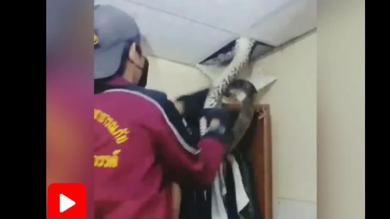 വീടിന്‍റെ മേല്‍ക്കൂരയില്‍ ഒളിച്ചിരുന്ന 'അതിഥി'യെ കണ്ട് അമ്പരന്ന് സൈബര്‍ ലോകം; വീഡിയോ