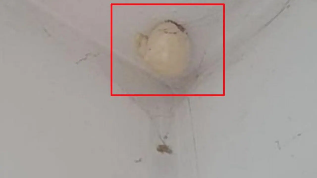 घर की छत पर बड़ा अंडा देख डर गई मां, कहा ये डायनासोर का तो नहीं, फिर सच्चाई जानकर हुई हैरान घर की छत पर बड़ा अंडा देख डर गई मां, कहा ये डायनासोर का तो नहीं, फिर सच्चाई जानकर हुई हैरान