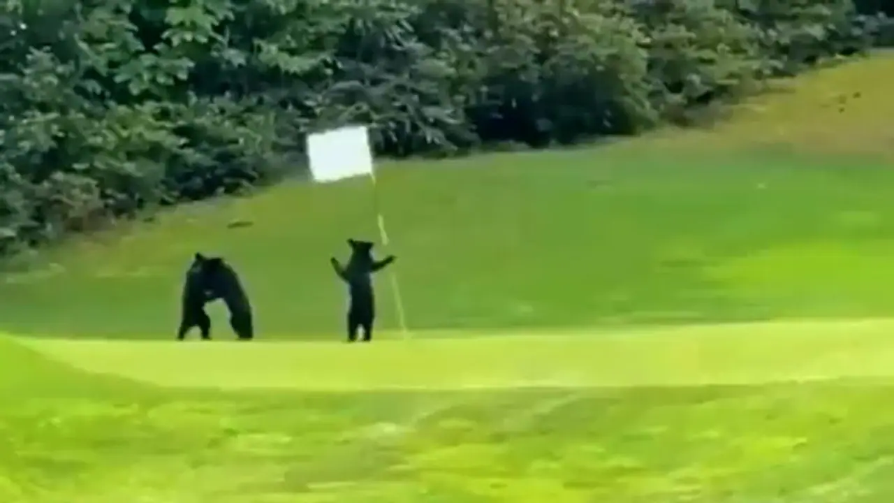 Watch: Adorable video of bear cubs playing on golf course will make your day