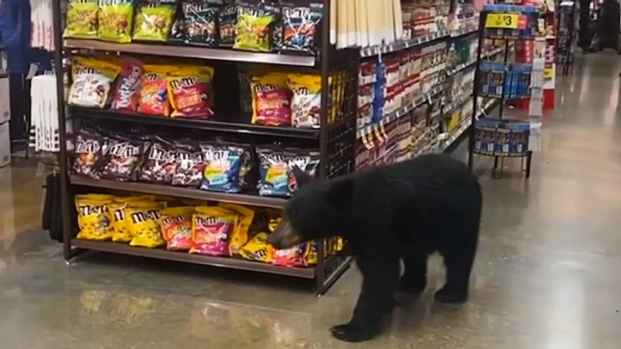 Bear wandering inside supermarket in US goes viral; leaves netizens shocked