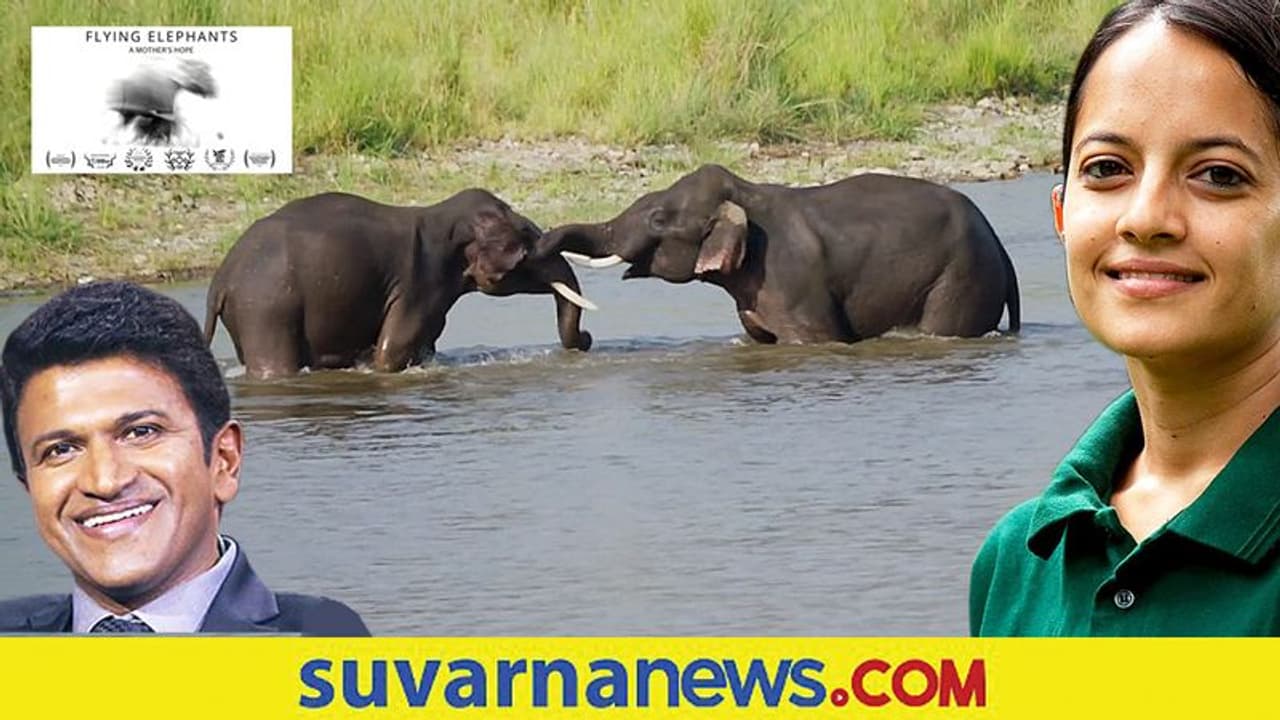 ಸೆಲೆಬ್ರಿಟಿಗಳ ಆನೆ ಪ್ರೀತಿ; ಕೃತಿ ಕಾರಂತ್ ‘ಫ್ಲೈಯಿಂಗ್ ಎಲಿಫೆಂಟ್’ಕಿರುಚಿತ್ರ ಶೇರ್ ಮಾಡಿದ ಪುನೀತ್! ಸೆಲೆಬ್ರಿಟಿಗಳ ಆನೆ ಪ್ರೀತಿ; ಕೃತಿ ಕಾರಂತ್ ‘ಫ್ಲೈಯಿಂಗ್ ಎಲಿಫೆಂಟ್’ಕಿರುಚಿತ್ರ ಶೇರ್ ಮಾಡಿದ ಪುನೀತ್!