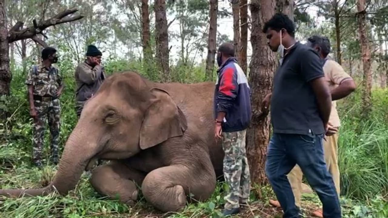 ഇടുക്കിയിൽ ഷോക്കേറ്റ് 45 വയസ് പ്രായമുള്ള കാട്ടാന ചെരിഞ്ഞു ഇടുക്കിയിൽ ഷോക്കേറ്റ് 45 വയസ് പ്രായമുള്ള കാട്ടാന ചെരിഞ്ഞു