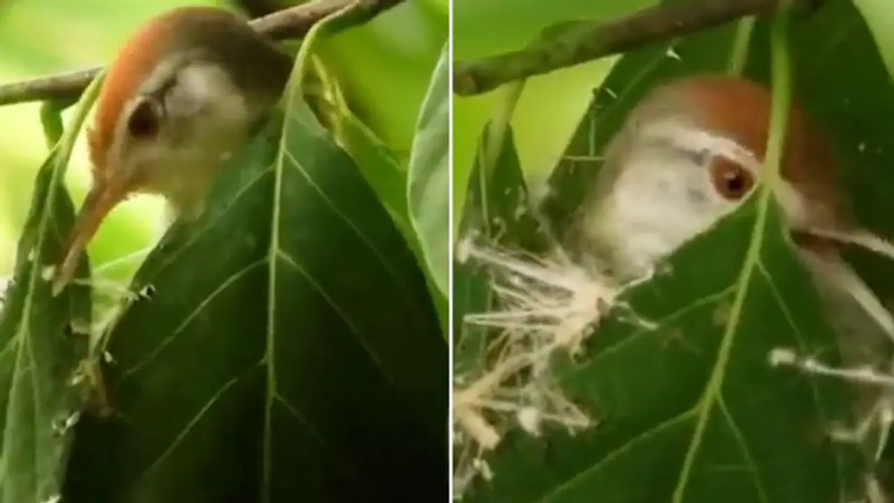 Rare video of tailorbird weaving its nest goes viral; leaves netizens amazed