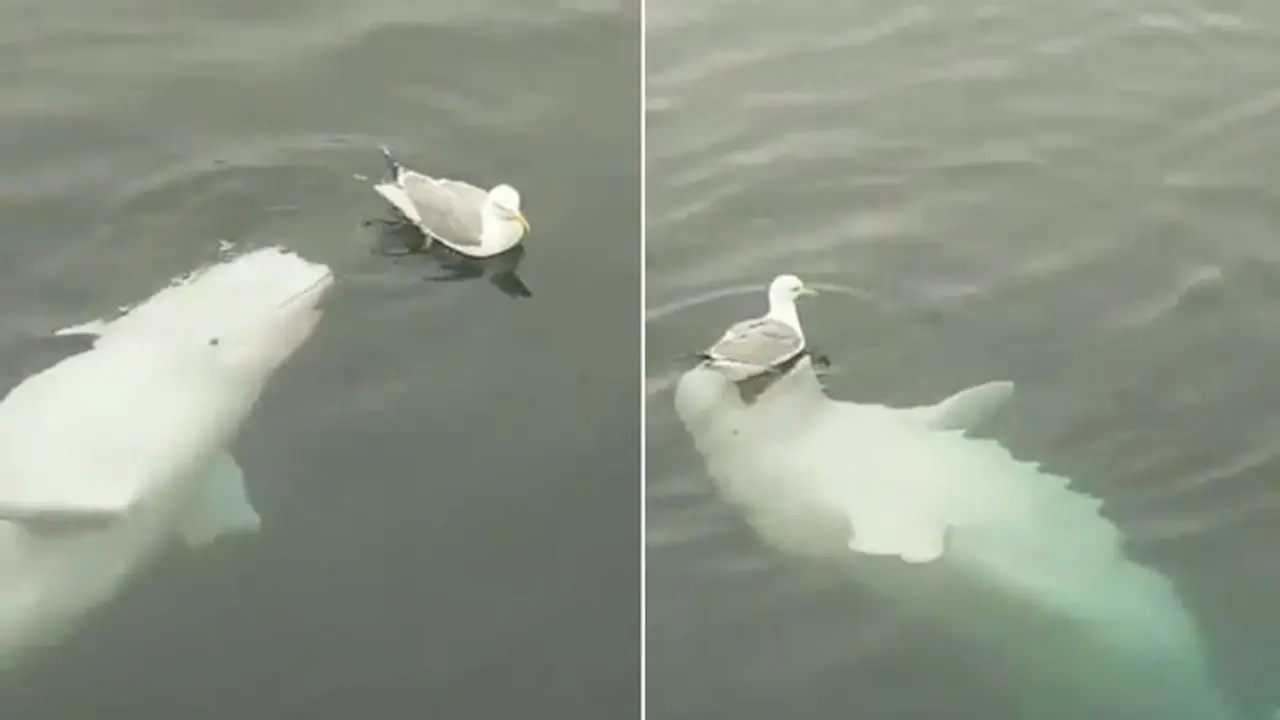 Beluga whale playing with seagull will make your day; watch the video