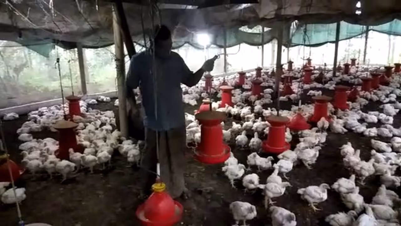 കോഴിഇറച്ചി വില വര്ധിക്കുന്നു, നയപൈസ നേട്ടമില്ലാതെ കോഴിക്കര്ഷകര്; ശരിക്കും ലാഭം ഊറ്റുന്നത് ആര്? കോഴിഇറച്ചി വില വര്ധിക്കുന്നു, നയപൈസ നേട്ടമില്ലാതെ കോഴിക്കര്ഷകര്; ശരിക്കും ലാഭം ഊറ്റുന്നത് ആര്?