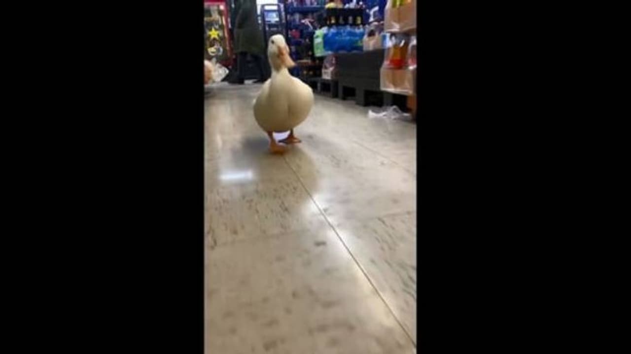 താറാവിനെന്താ സ്റ്റോറിൽ കാര്യം, ചിരിപ്പിക്കും ഈ വീഡിയോ താറാവിനെന്താ സ്റ്റോറിൽ കാര്യം, ചിരിപ്പിക്കും ഈ വീഡിയോ