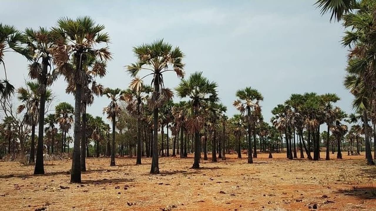 இனி பனைமரங்களை இஷ்டத்துக்கு வெட்டகூடாது.. மாவட்ட ஆட்சியரிடம் அனுமதி அவசியம்.. வேளாண் பட்ஜெட்டில் அதிரடி. இனி பனைமரங்களை இஷ்டத்துக்கு வெட்டகூடாது.. மாவட்ட ஆட்சியரிடம் அனுமதி அவசியம்.. வேளாண் பட்ஜெட்டில் அதிரடி.