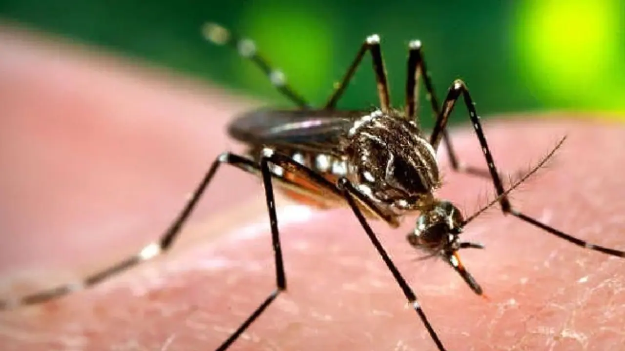 Zika virus: Uttar Pradesh’s Kanpur caseload escalates to 66 with 30 new cases