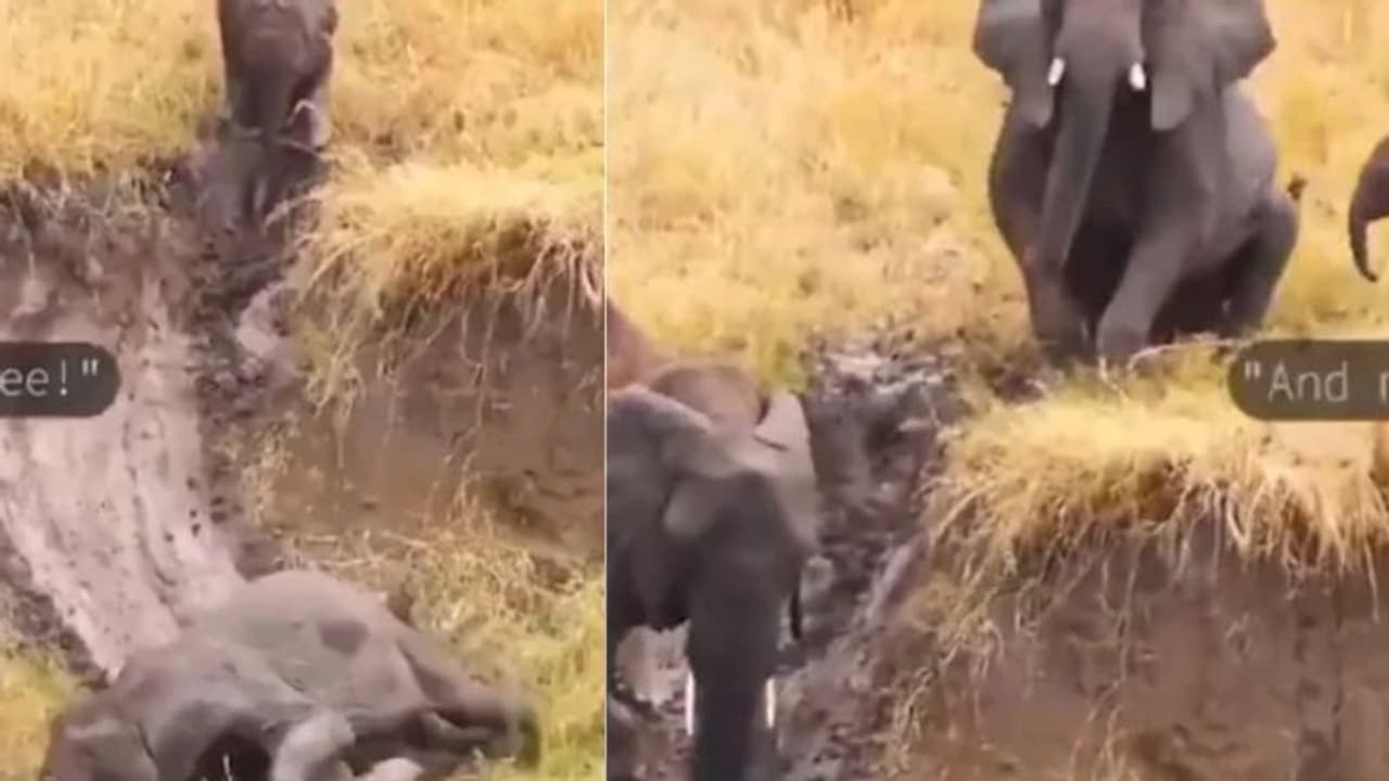 'ആഹാ ഇതുകൊള്ളാം, അടി തെറ്റാതെ തന്നെ വീഴുന്ന ആന'; വൈറലായി വീഡിയോ 'ആഹാ ഇതുകൊള്ളാം, അടി തെറ്റാതെ തന്നെ വീഴുന്ന ആന'; വൈറലായി വീഡിയോ