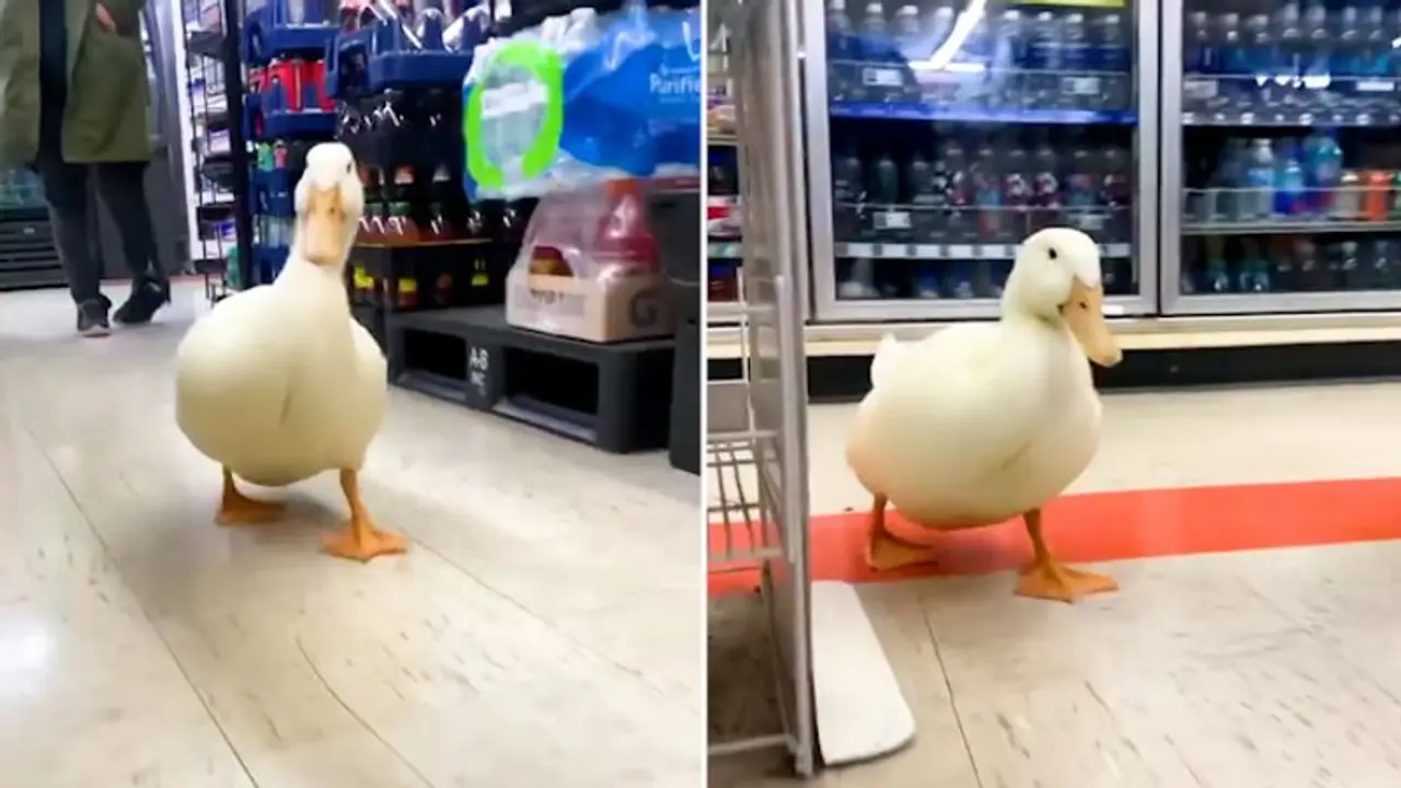 Adorable video of duck exploring a store will make your day; Watch video