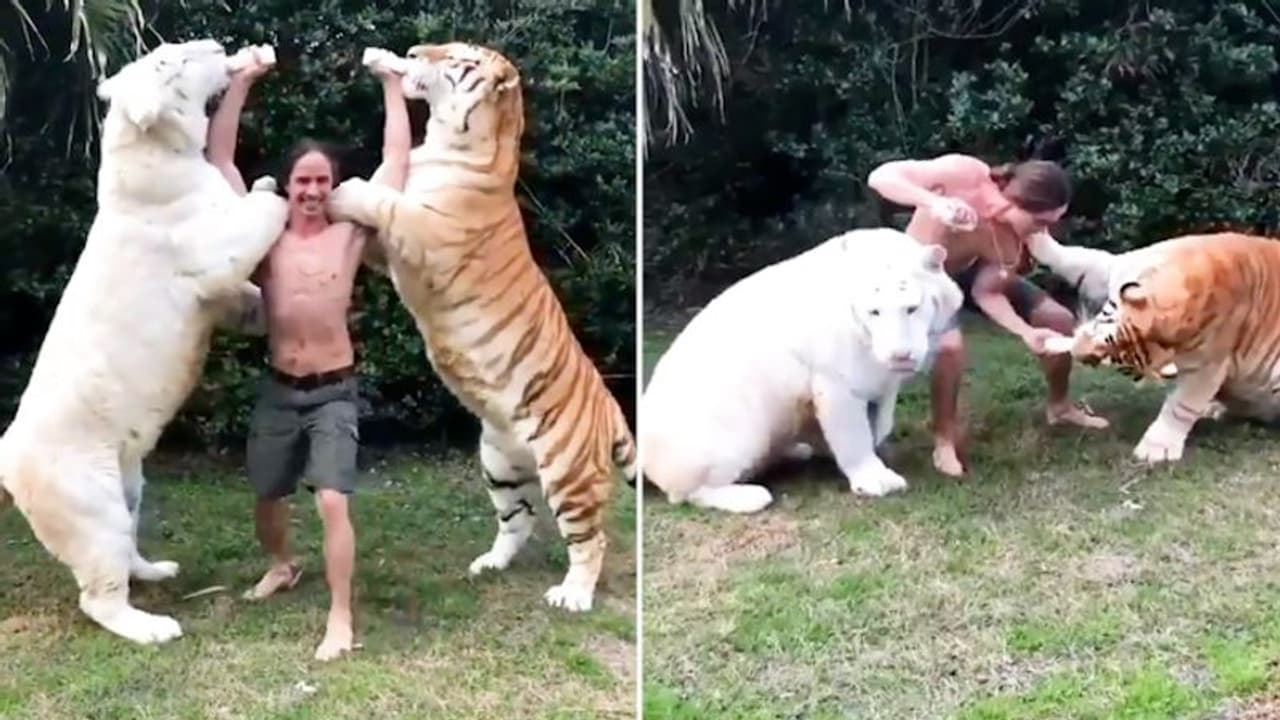 A man bottle feeding two tigers have gone viral; leaves netizens amazed