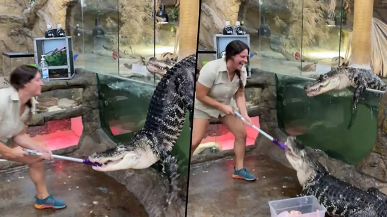 Alligator escapes from zoo enclosure during feeding time; watch video Alligator escapes from zoo enclosure during feeding time; watch video