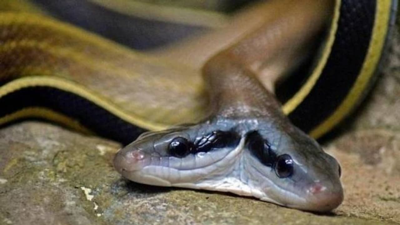 അപൂർവങ്ങളിൽ അപൂർവം, രണ്ട് തലയുള്ള മൂർഖൻകുഞ്ഞിനെ കണ്ടെത്തി! അപൂർവങ്ങളിൽ അപൂർവം, രണ്ട് തലയുള്ള മൂർഖൻകുഞ്ഞിനെ കണ്ടെത്തി!