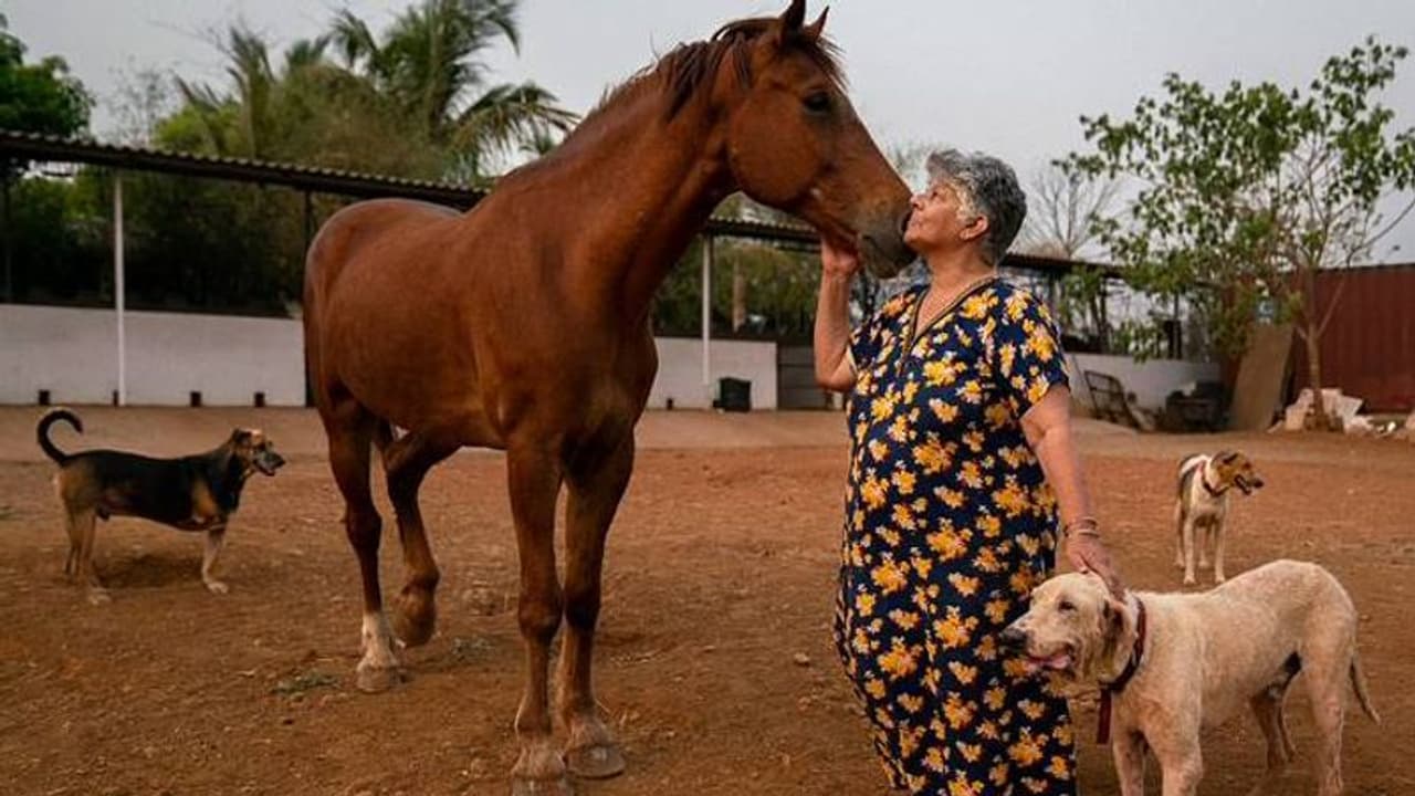 തെരുവിൽ കിടന്ന് മരിക്കണ്ട, അനാഥരും അവശരുമായ മൃഗങ്ങളുടെ അഭയകേന്ദ്രം തെരുവിൽ കിടന്ന് മരിക്കണ്ട, അനാഥരും അവശരുമായ മൃഗങ്ങളുടെ അഭയകേന്ദ്രം