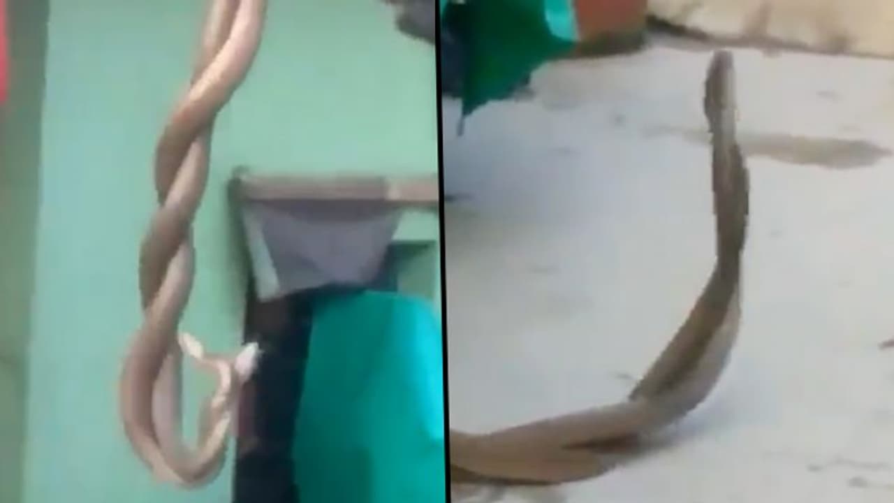 Are these snakes dancing or mating? Look at this viral video carefully