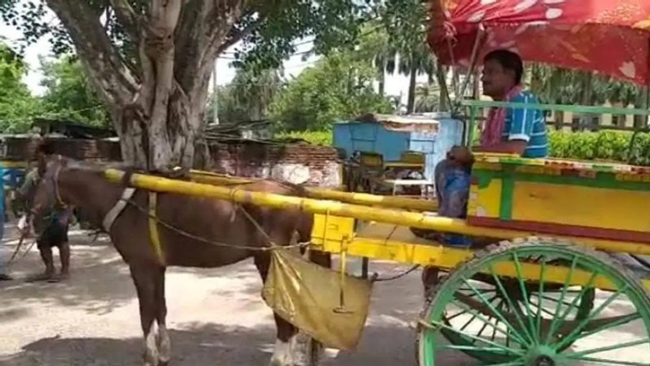 ধুঁকছে মুর্শিদাবাদের ঐতিহ্যবাহী টাঙ্গা, অপুষ্টিতে ভুগতে থাকা ঘোড়াগুলিকে বাঁচাতে পাশে বিজ্ঞান মঞ্চ