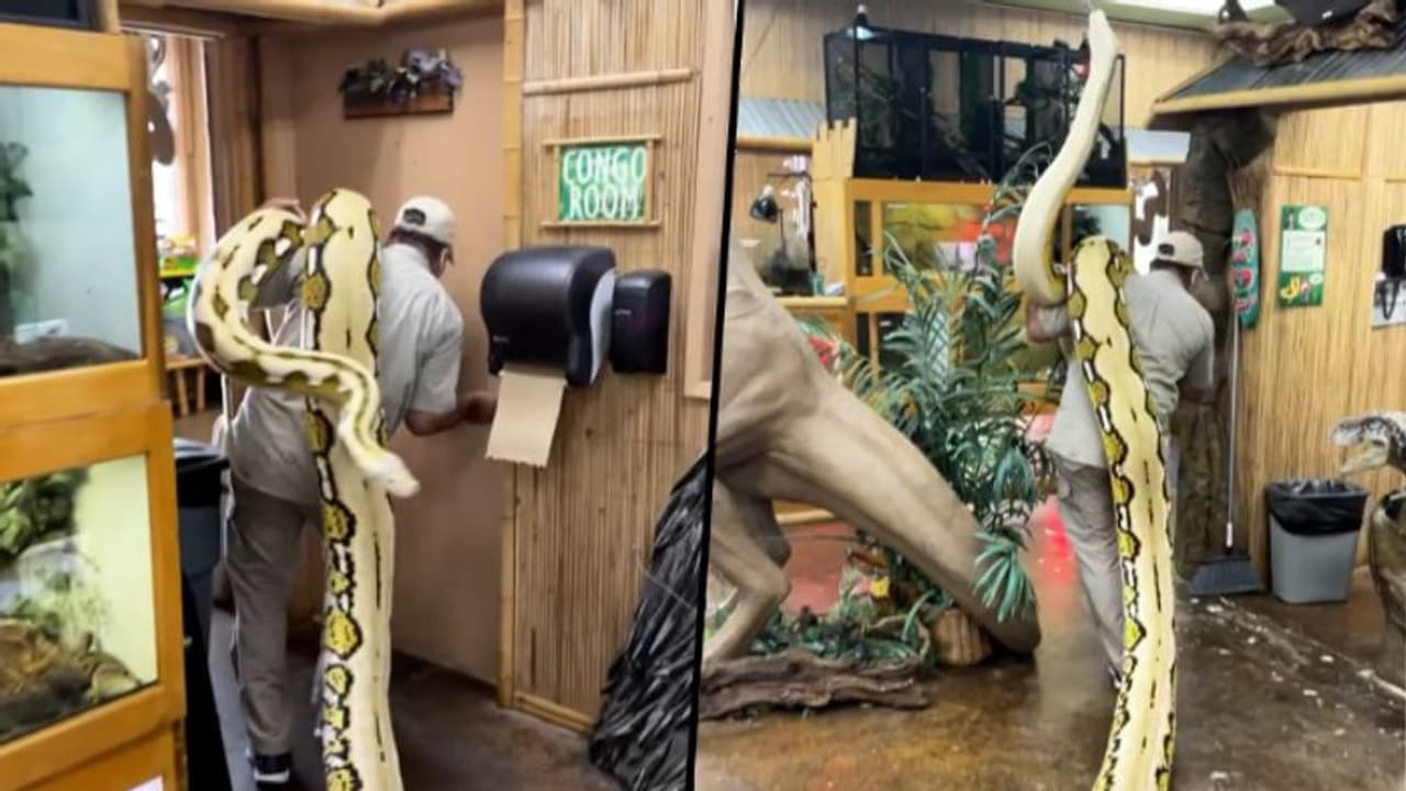 Shocking: Man moves 22 foot long snake on his shoulder; want to try? Watch this Shocking: Man moves 22 foot long snake on his shoulder; want to try? Watch this