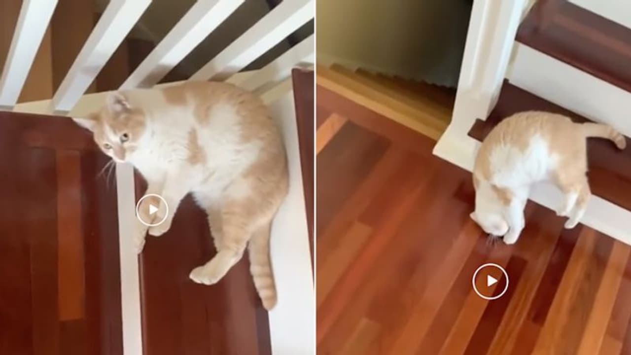 Cat's adorable way of climbing down stairs leaves netizens in splits; watch the video