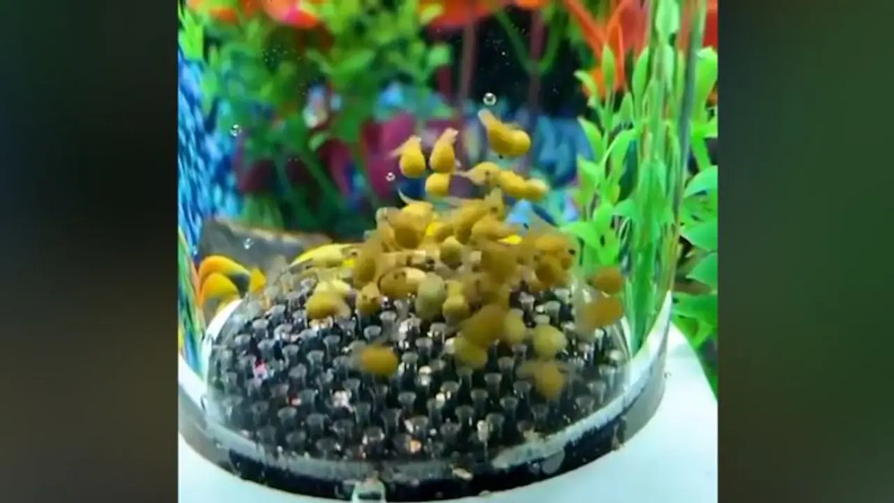 Watch tiny fishes bouncing on trampoline, cutest video will make your day