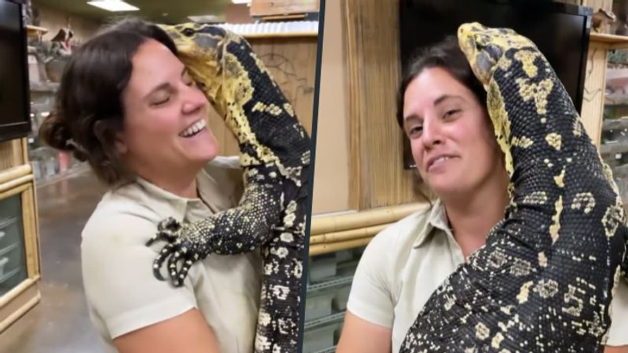 Woman playing with monitor lizard stunned netizens; watch video Woman playing with monitor lizard stunned netizens; watch video